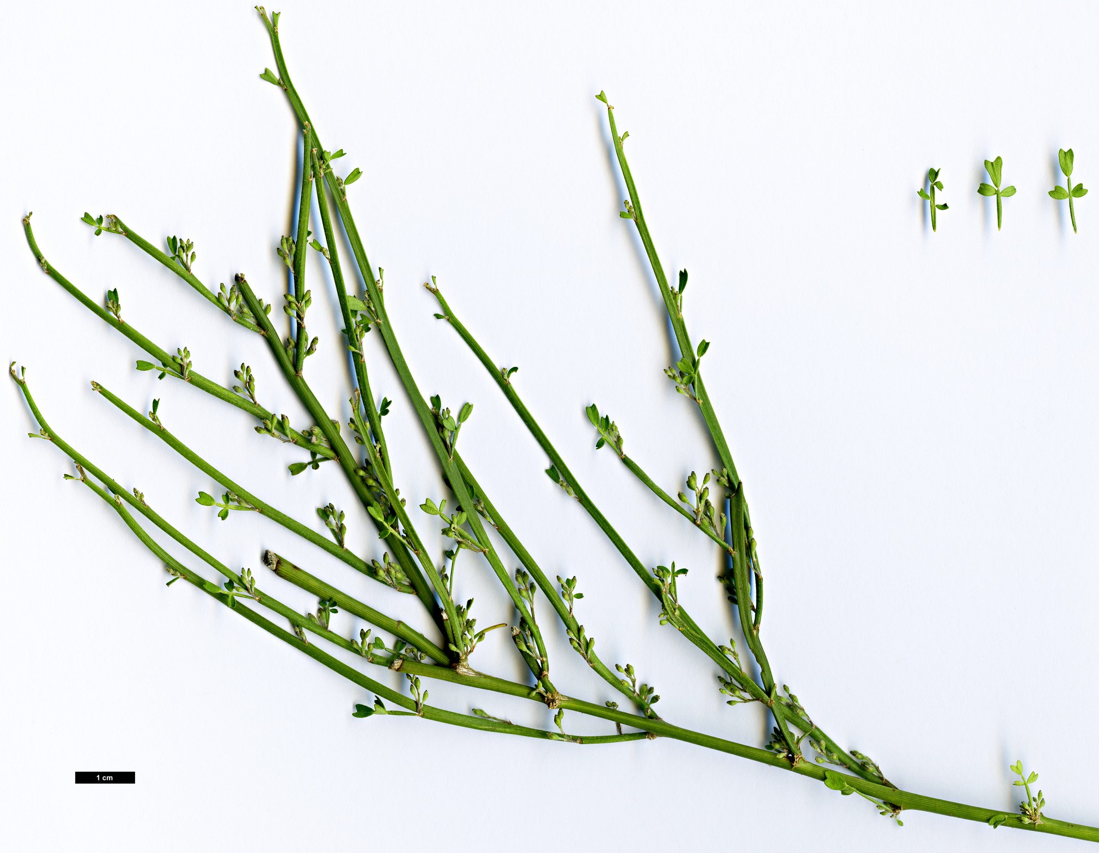 High resolution image: Family: Fabaceae - Genus: Carmichaelia - Taxon: rivulata